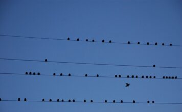 Co wpływa na emigracje?